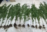 Heboh! Ladang Ganja Ditemukan di Kayu Aro, Kerinci