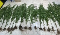 Heboh! Ladang Ganja Ditemukan di Kayu Aro, Kerinci