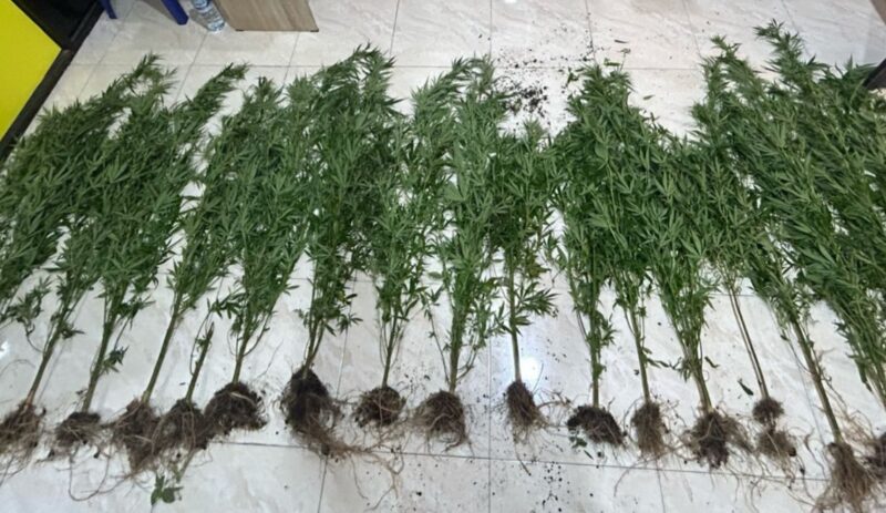 Heboh! Ladang Ganja Ditemukan di Kayu Aro, Kerinci