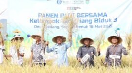 Pemkot Sungai Penuh Bersama BI Dorong Ketahanan Pangan Melalui Panen Raya 