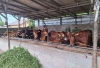 Kawanan Sapi yang Siap Dijual sebagai Hewan Kurban di peternakan yang ada di Sungailiat Bangka (Foto: RRI)