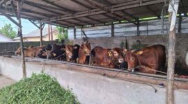 Kawanan Sapi yang Siap Dijual sebagai Hewan Kurban di peternakan yang ada di Sungailiat Bangka (Foto: RRI)