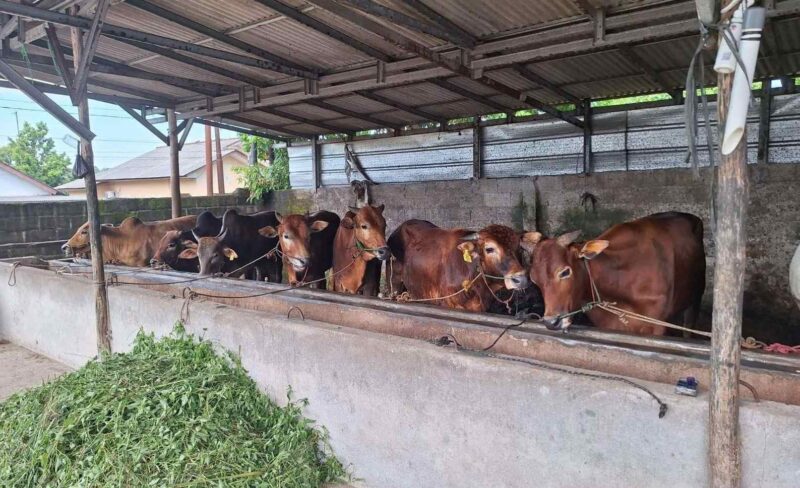 Kawanan Sapi yang Siap Dijual sebagai Hewan Kurban di peternakan yang ada di Sungailiat Bangka (Foto: RRI)