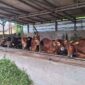 Kawanan Sapi yang Siap Dijual sebagai Hewan Kurban di peternakan yang ada di Sungailiat Bangka (Foto: RRI)