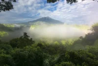 Taman Nasional Gunung Leuser, Aceh (Foto: vrogue)