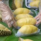 Ilustrasi makan durian. Foto: Shutterstock