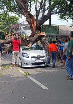 Pohon Tua Roboh Timpa Mobil di Ciputat, Ada Ibu dan Anak di Dalamnya
