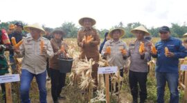 Bupati Sarolangun H. Hurmin SE Panen Jagung. Foto Diskominfo Sarolangun