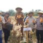 Bupati Sarolangun H. Hurmin SE Panen Jagung. Foto Diskominfo Sarolangun