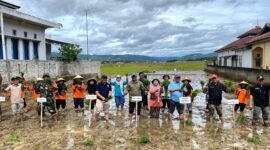 Bupati Kerinci, Monadi bersama Kadis TPH, Radium Khalis melakukan penanaman padi di Kemantan.