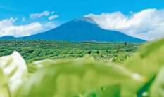 Kebun Teh Raksasa di Kaki Gunung Kerinci, Salah Satu yang Terluas di Dunia