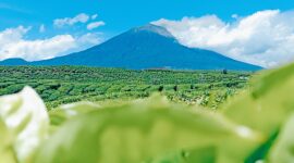 Kebuh teh kayu aro dengan latar belakang Gunung Kerinci. 
