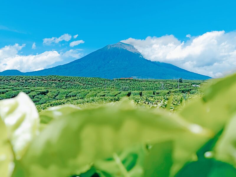 Kebuh teh kayu aro dengan latar belakang Gunung Kerinci. 