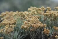 Bunga Edelweis yang sering disebut dengan bunga abadi