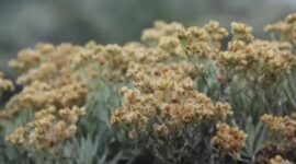 Bunga Edelweis yang sering disebut dengan bunga abadi