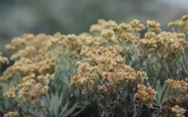 Bunga Edelweis yang sering disebut dengan bunga abadi