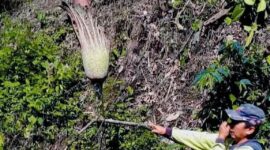 Bunga bangkai raksasa (Amorphophallus titanum Becc.) tumbuh di Hutan Adat Hiang. 