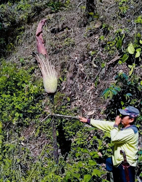 Bunga bangkai raksasa (Amorphophallus titanum Becc.) tumbuh di Hutan Adat Hiang. 