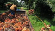 Foto Ilustrasi Salah Seorang Petani Panen Sawit.