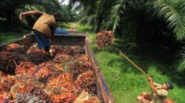Foto Ilustrasi Salah Seorang Petani Panen Sawit. 