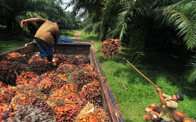 Foto Ilustrasi Salah Seorang Petani Panen Sawit. 