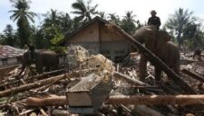 Gajah Sumatera jinak yang ditunggangi mahout bersama petugas BKSDA Aceh dan personel Polri membersihkan puing kayu yang menutupi jalan dan permukiman warga akibat bencana alam di Desa Meunasah Bie, Pidie Jaya, Aceh, Senin (8/12/2025). Foto: Irwansyah Putra/ANTARA FOTO