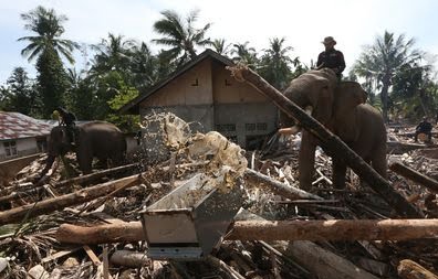 Gajah Sumatera jinak yang ditunggangi mahout bersama petugas BKSDA Aceh dan personel Polri membersihkan puing kayu yang menutupi jalan dan permukiman warga akibat bencana alam di Desa Meunasah Bie, Pidie Jaya, Aceh, Senin (8/12/2025). Foto: Irwansyah Putra/ANTARA FOTO