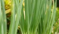 Penanaman daun bawang di pot.