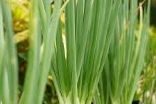 Penanaman daun bawang di pot. 