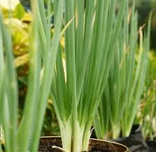 Penanaman daun bawang di pot. 