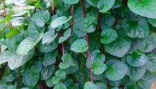 Manfaat Daun Binahong untuk Kesehatan.