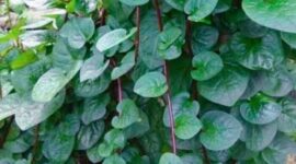 Manfaat Daun Binahong untuk Kesehatan. 