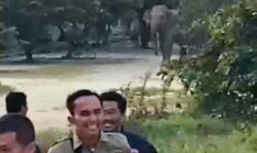 Viral Kawanan Gajah Liar Masuk Mess Karyawan Siak, Anak Gajah Dievakuasi