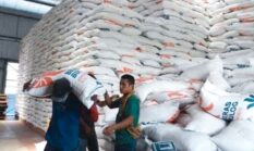 Bulog Kuala Tungkal Serap 1.984 Ton Gabah Petani Tanjabbar–Tanjabtim