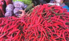 Harga Cabai di Tanjabtim Anjlok, Kini Hanya Rp25 Ribu per Kg