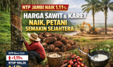 NTP Jambi Naik 1,11 Persen, Harga Sawit dan Karet Dongkrak Kesejahteraan Petani